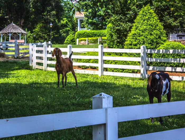 Experience the serene beauty of Juniper Level Botanic Garden, an oasis of tranquility in South Raleigh.